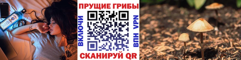 купить   Батайск  Псилоцибиновые грибы мицелий 
